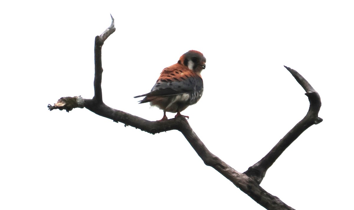 American Kestrel - ML620016389