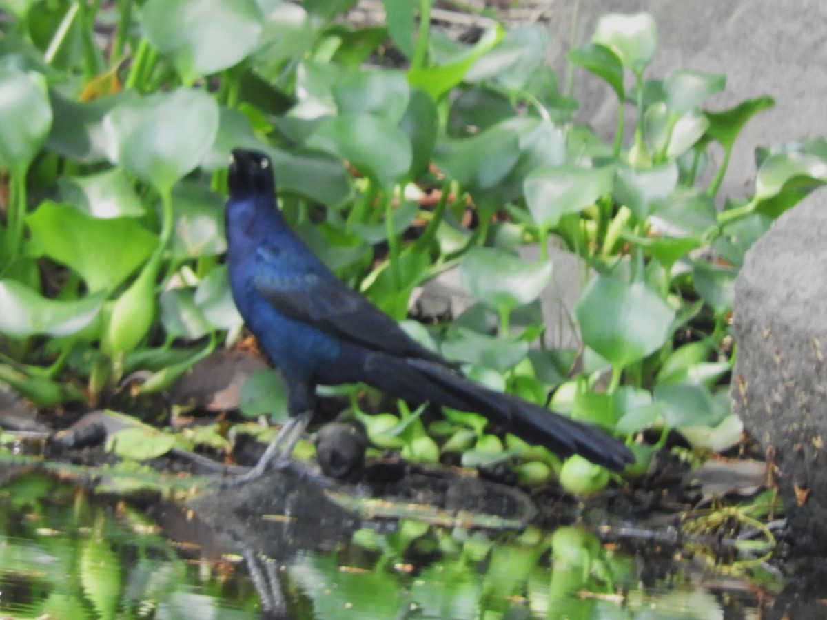 Great-tailed Grackle - ML620016399