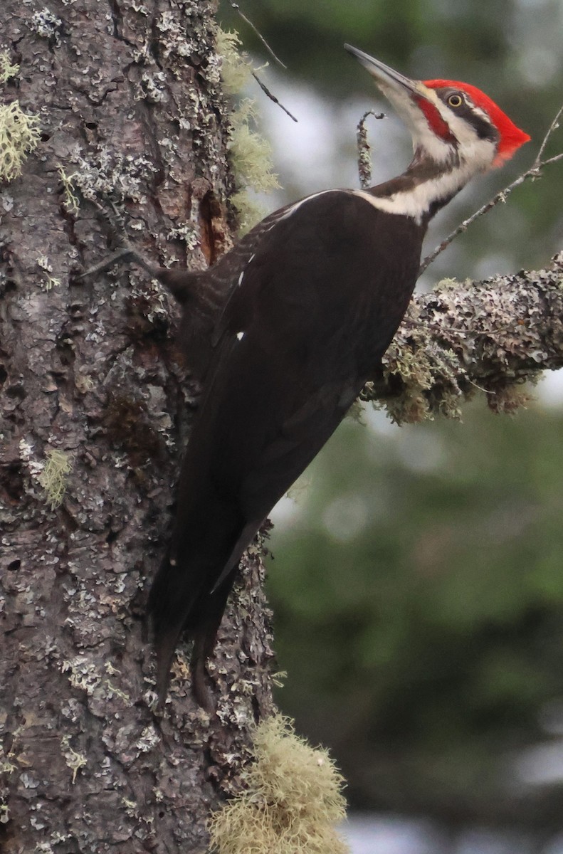 Pileated Woodpecker - ML620016400