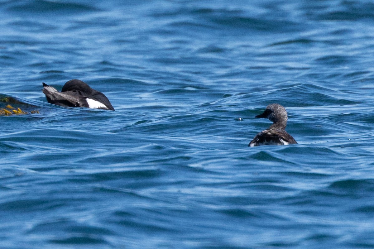 Pigeon Guillemot - ML620016409