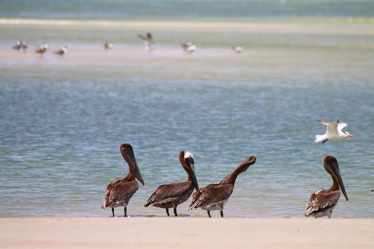 Brown Pelican (Atlantic) - ML62001641