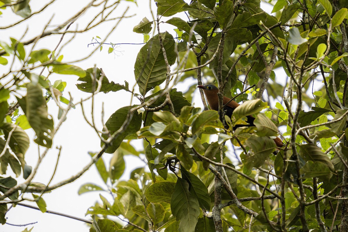 Black-bellied Cuckoo - ML620016416