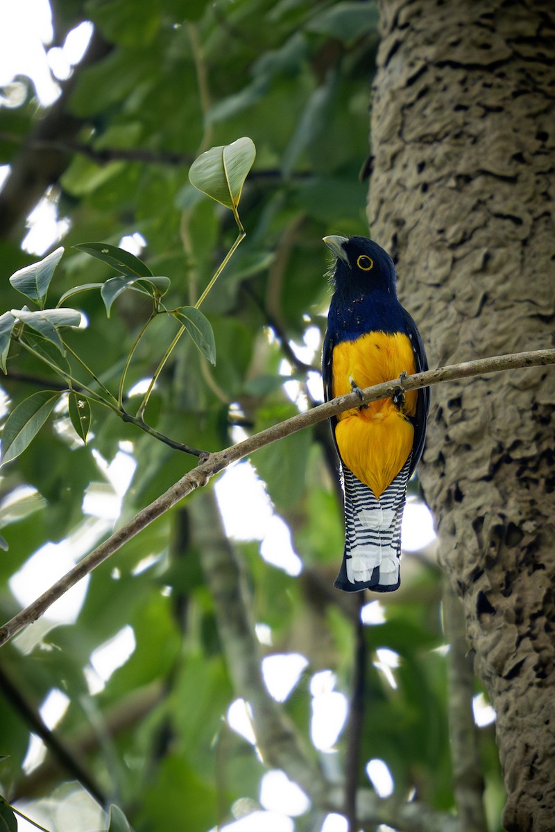 trogon amazonský - ML620016421
