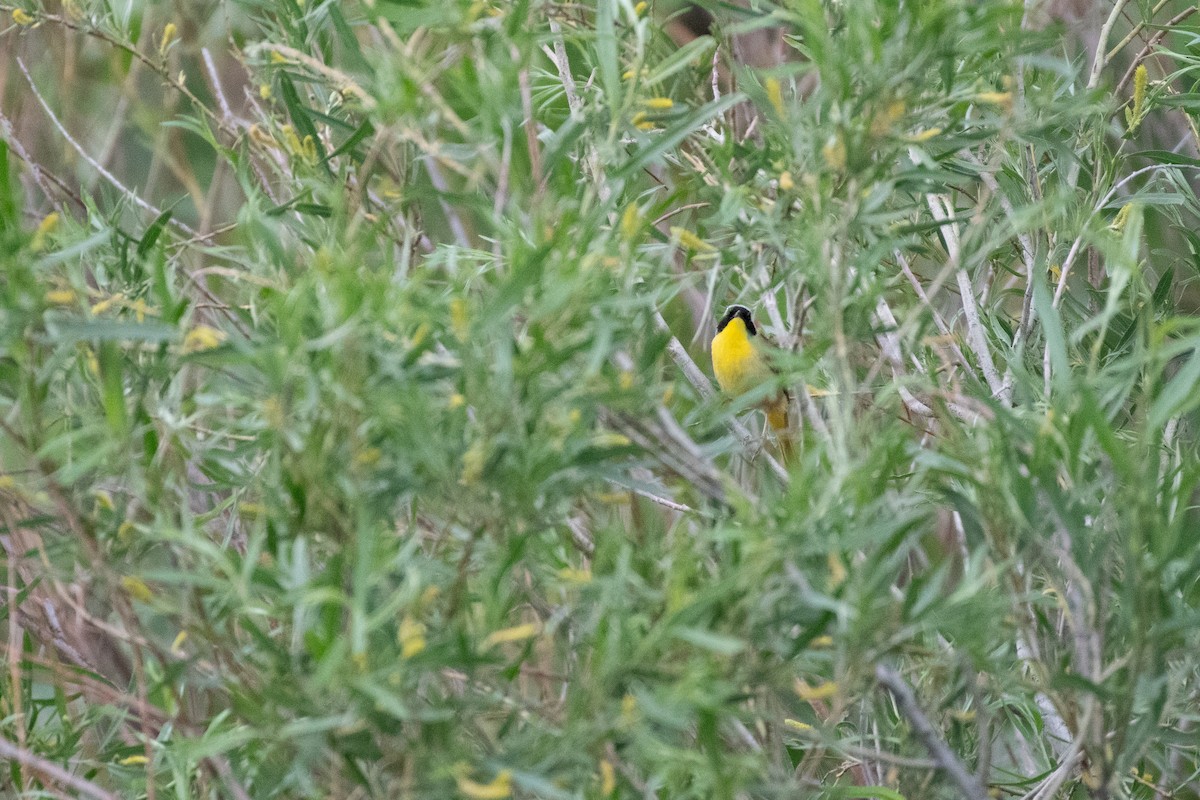 Common Yellowthroat - ML620016426