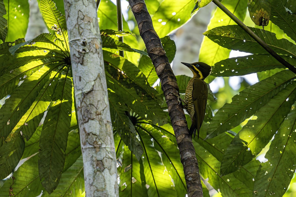 Golden-green Woodpecker - ML620016430