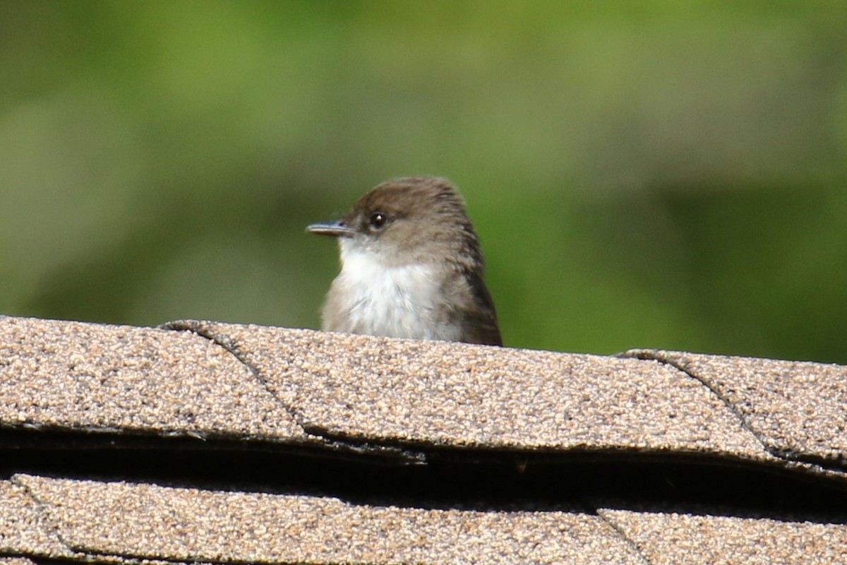 Eastern Phoebe - ML620016453