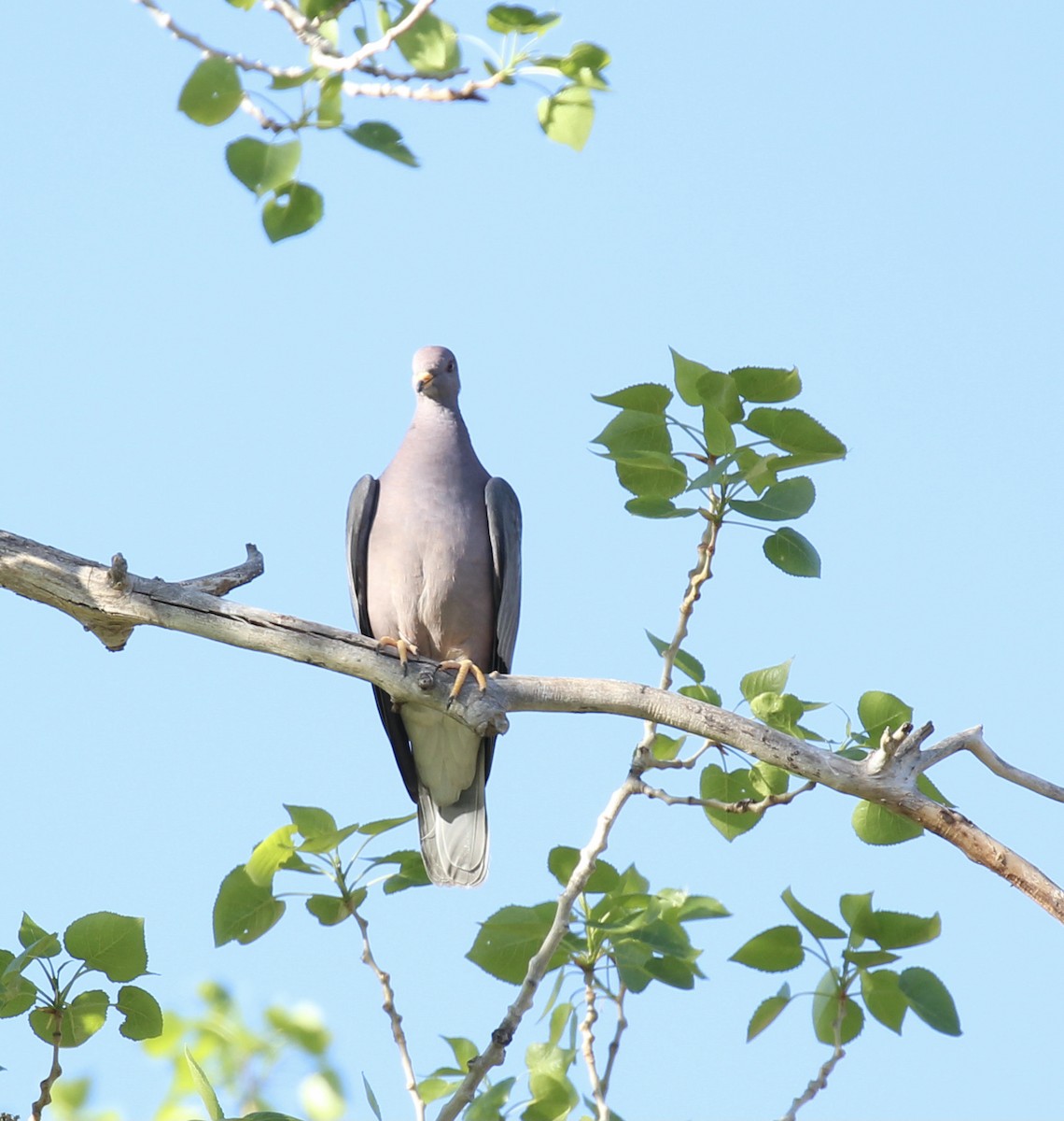 Band-tailed Pigeon - ML620016454