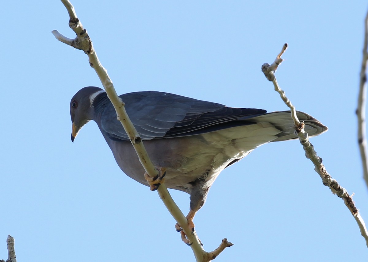 Band-tailed Pigeon - ML620016455