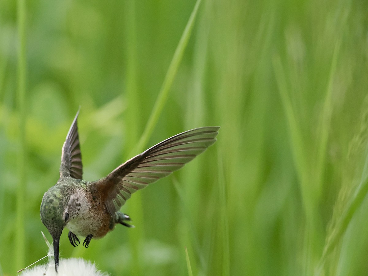 Broad-tailed Hummingbird - ML620016457