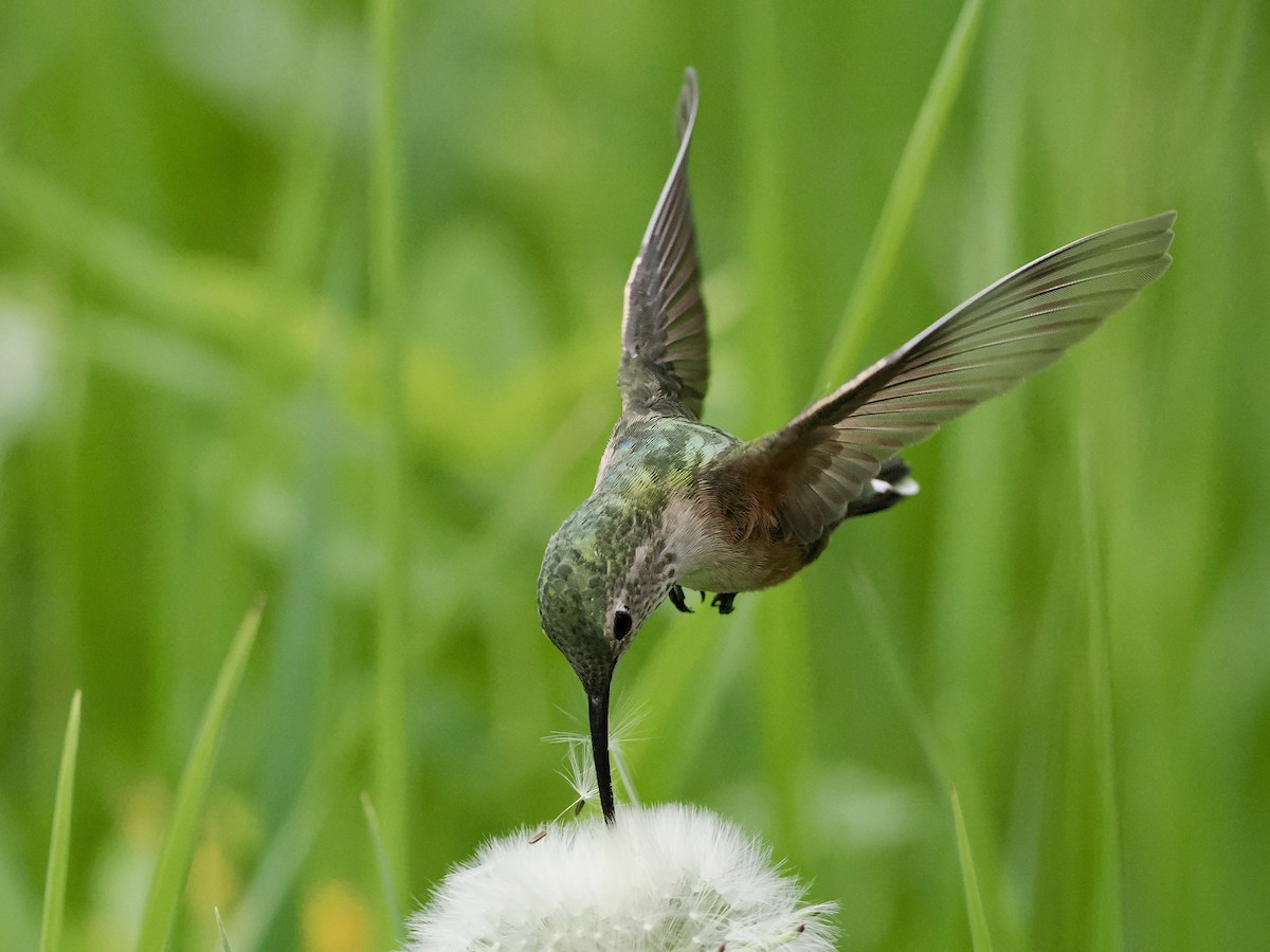 Broad-tailed Hummingbird - ML620016459