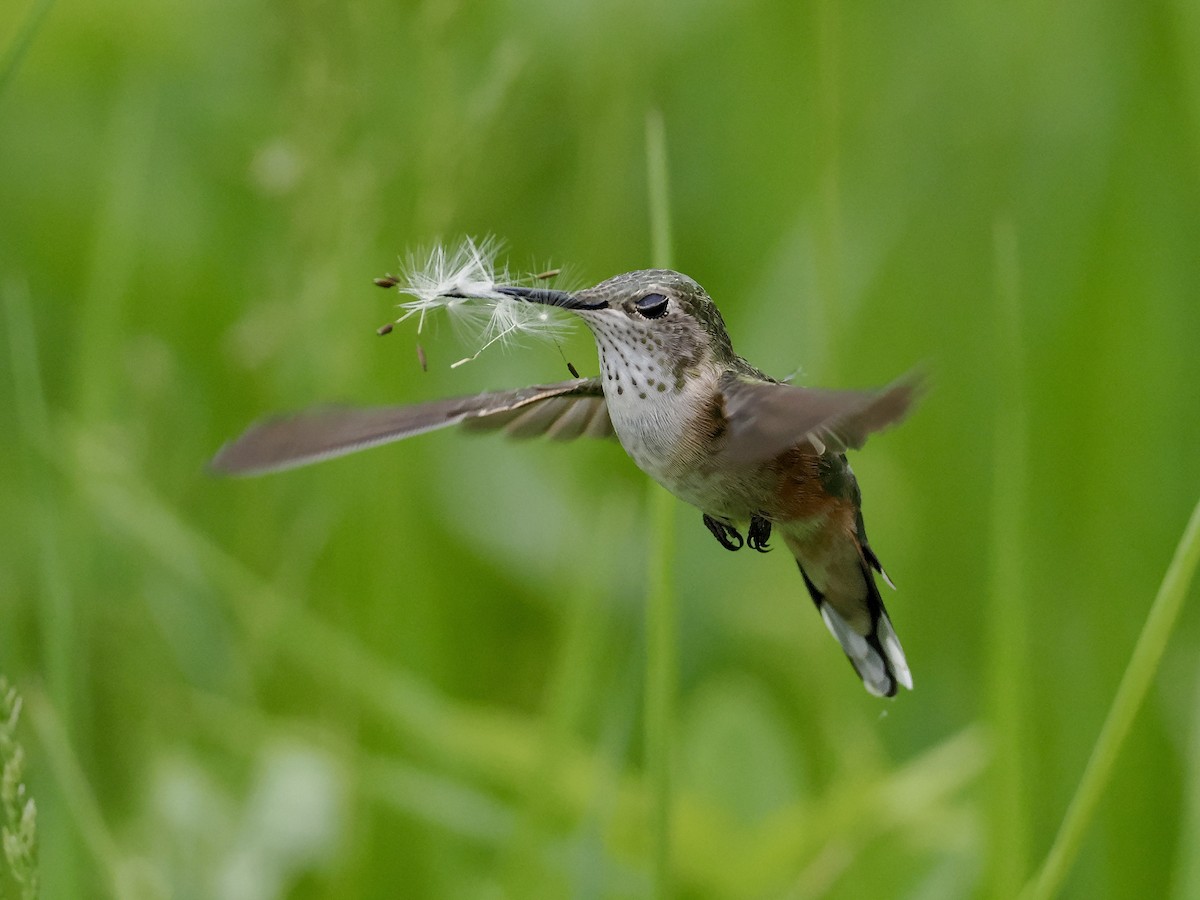 Broad-tailed Hummingbird - ML620016460