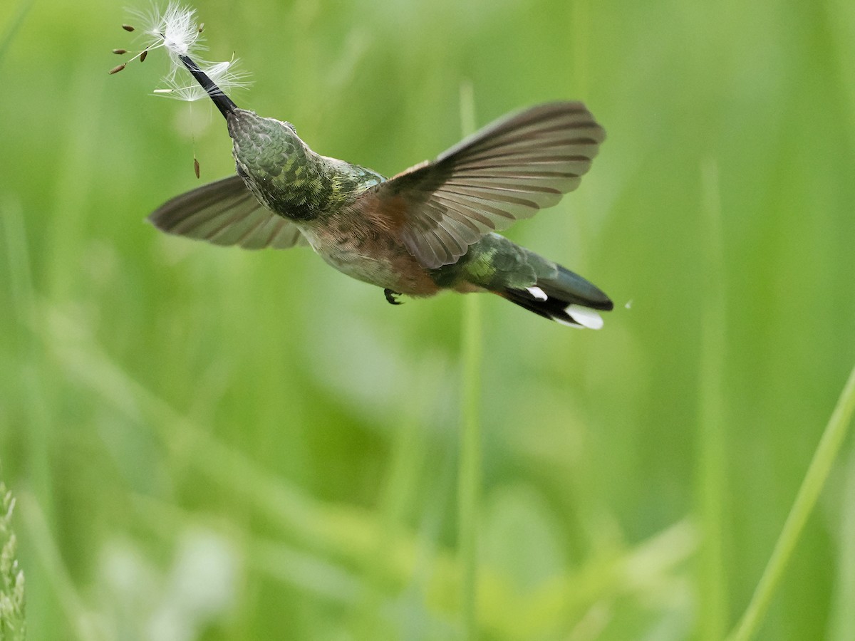 Broad-tailed Hummingbird - ML620016461