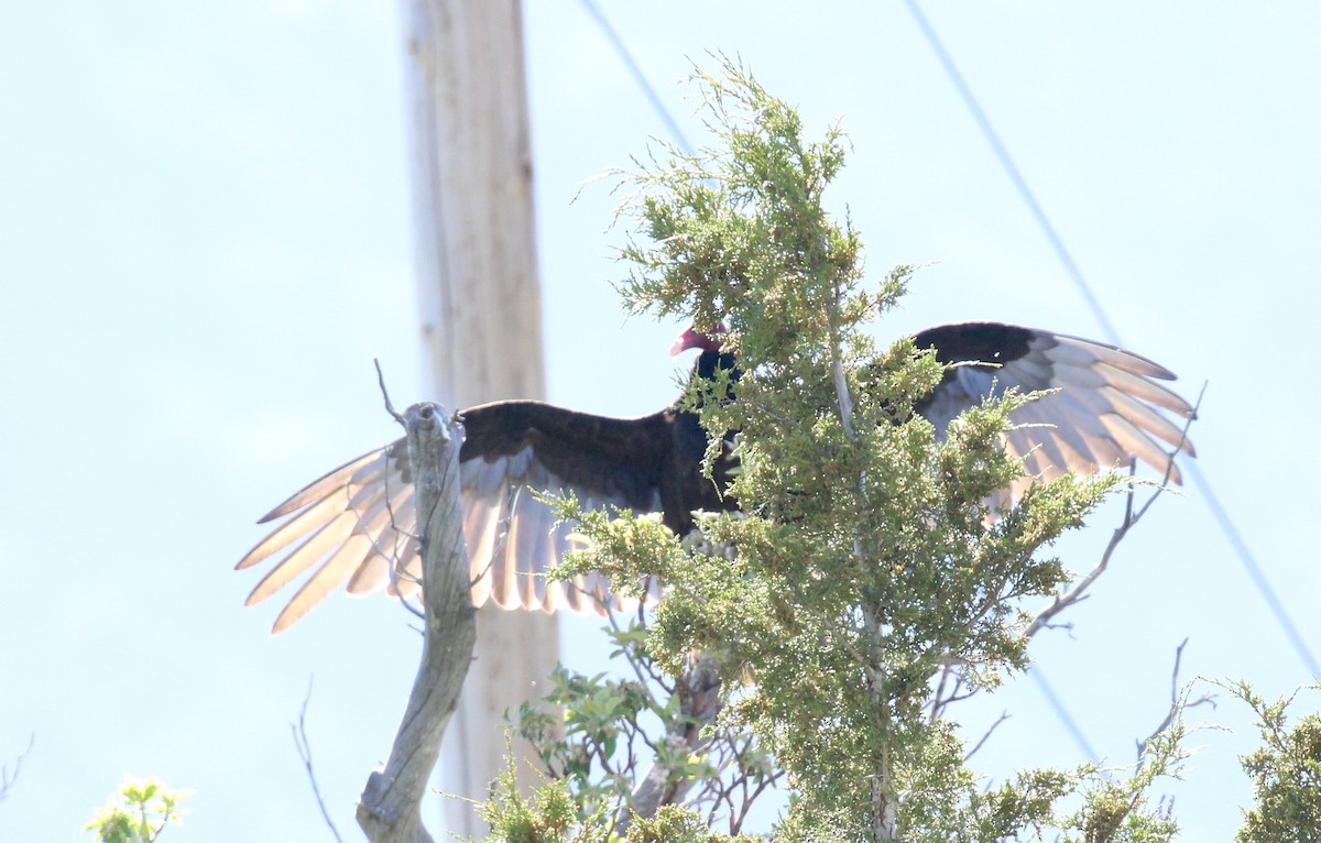 Turkey Vulture - ML620016462