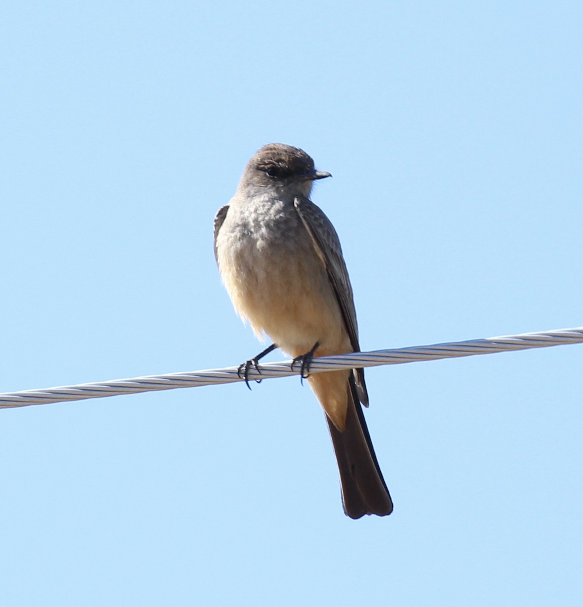 Say's Phoebe - ML620016469