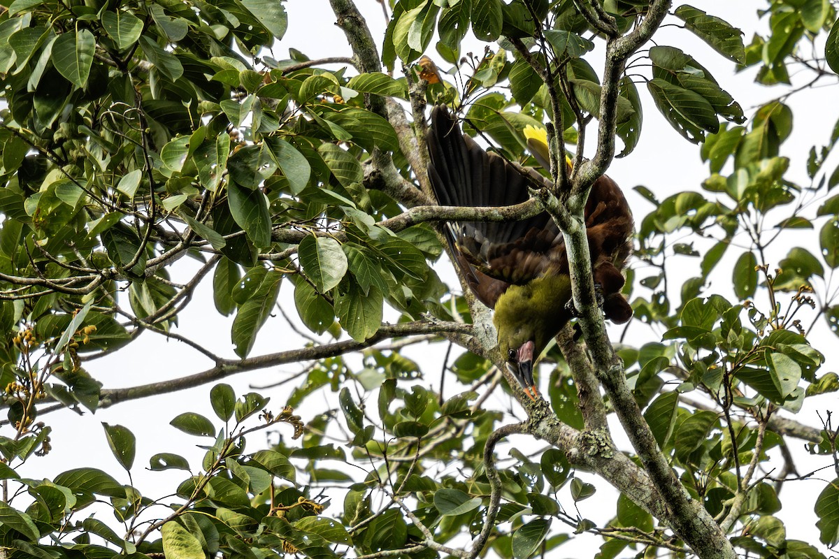 Olive Oropendola - ML620016487