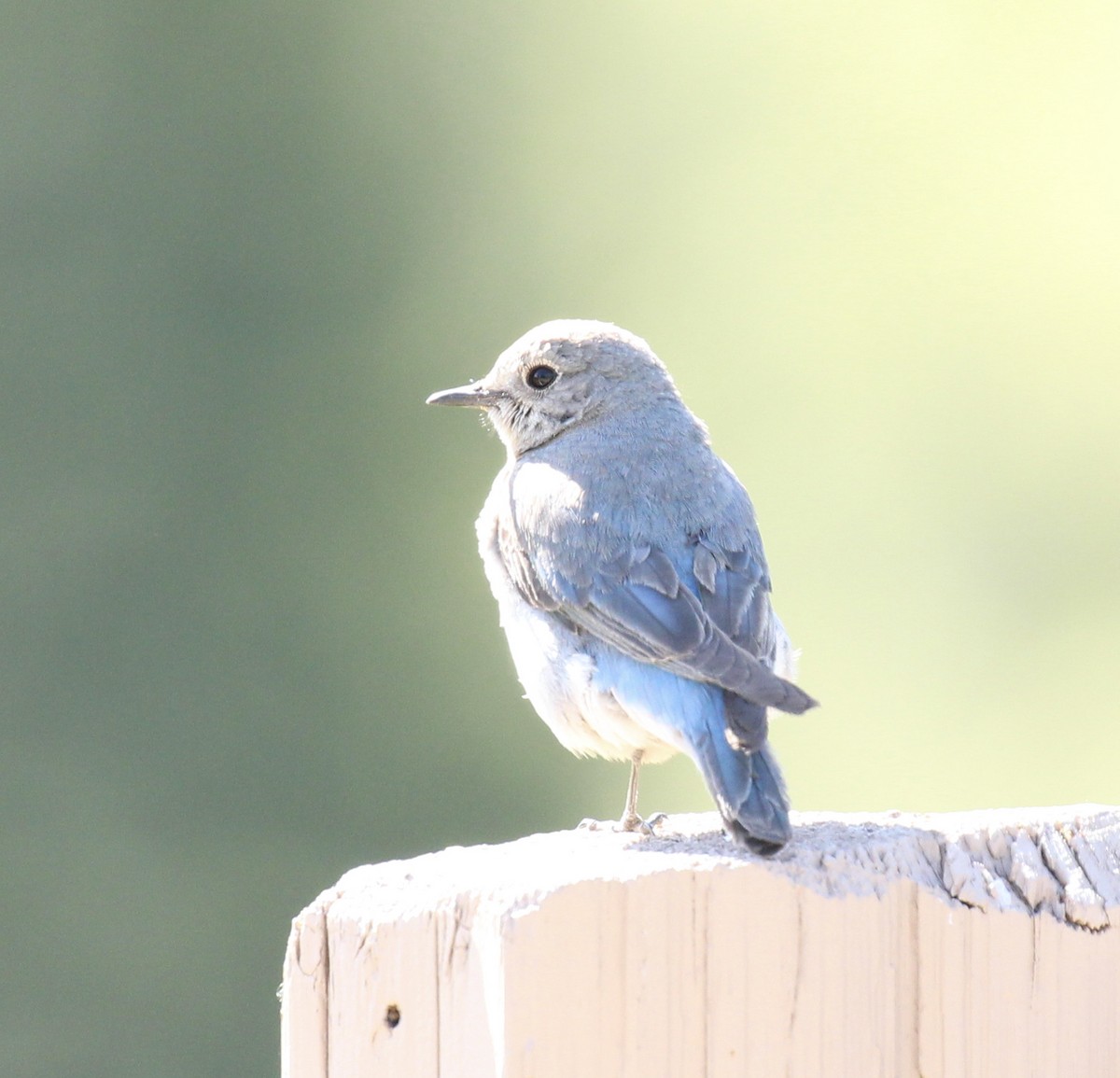 Mountain Bluebird - ML620016489