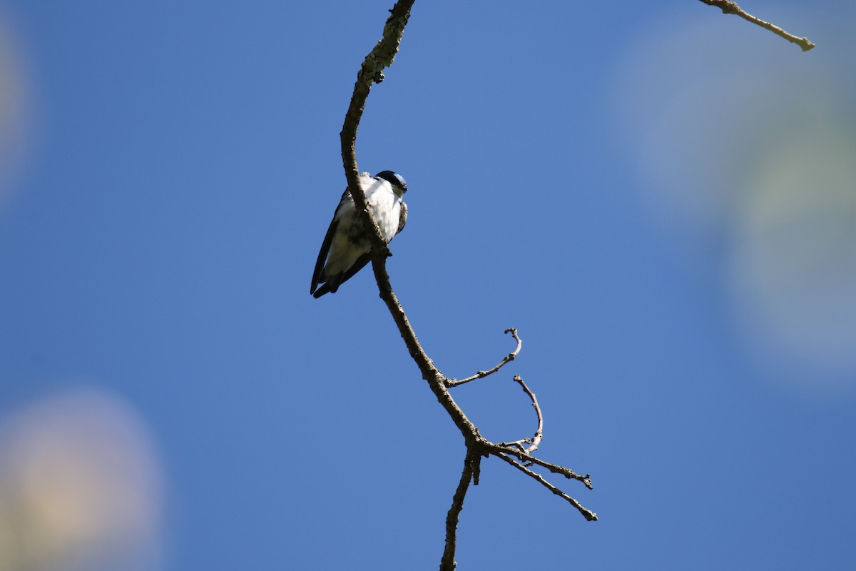 Tree Swallow - ML620016490