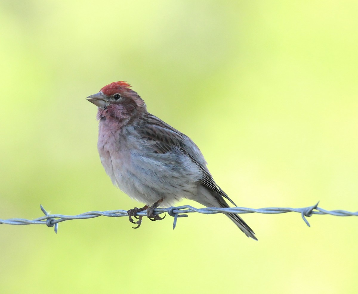 Cassin's Finch - ML620016492