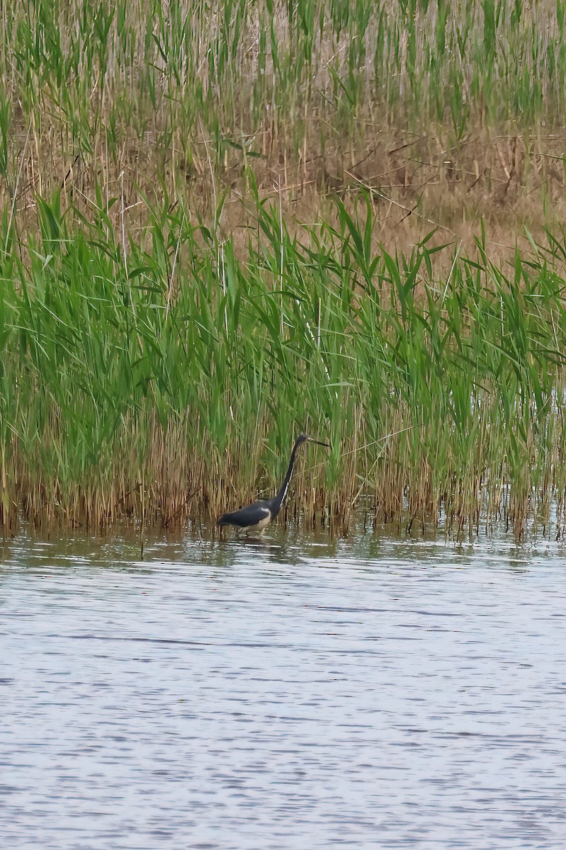 Tricolored Heron - ML620016495