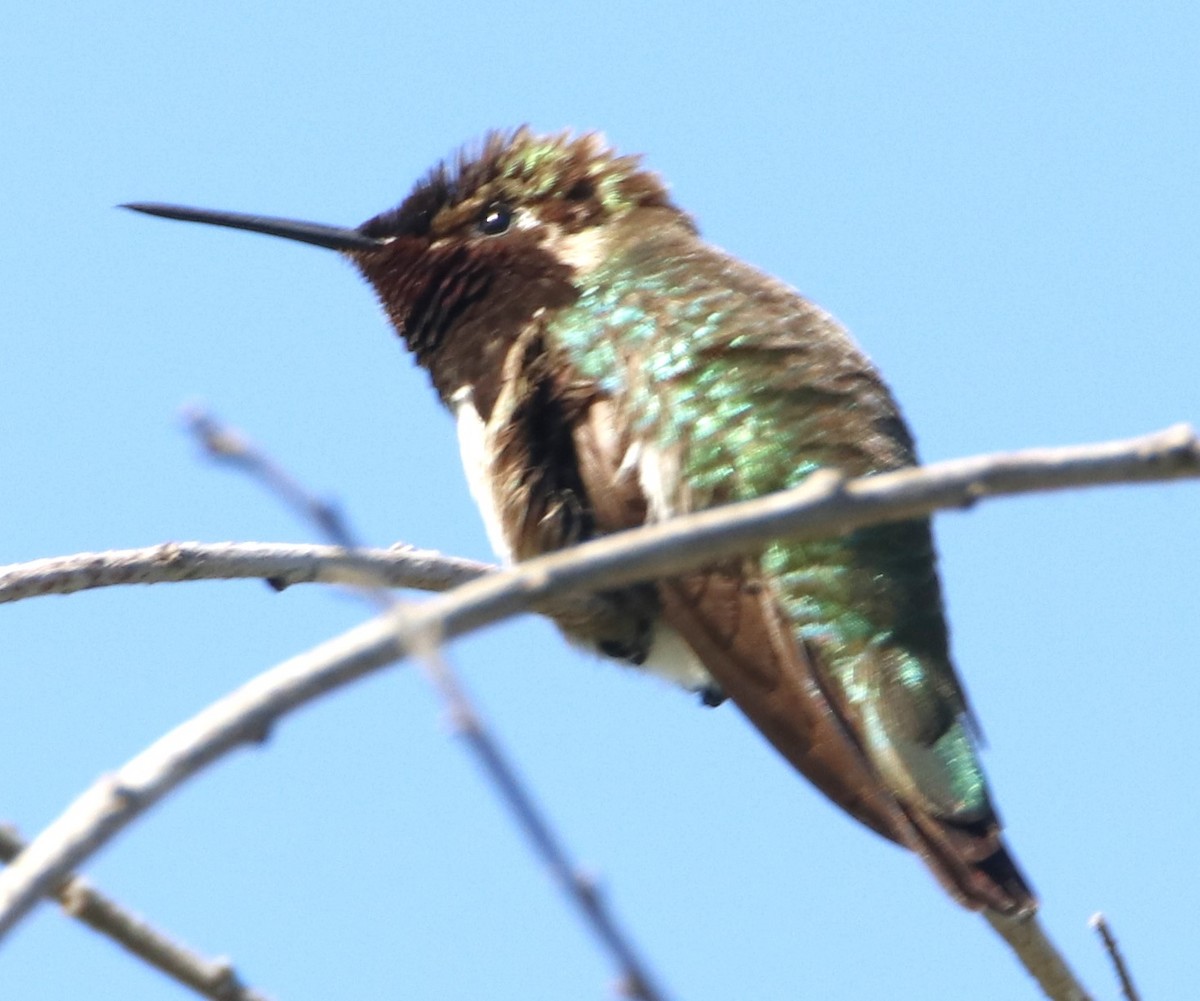 Anna's Hummingbird - ML620016496