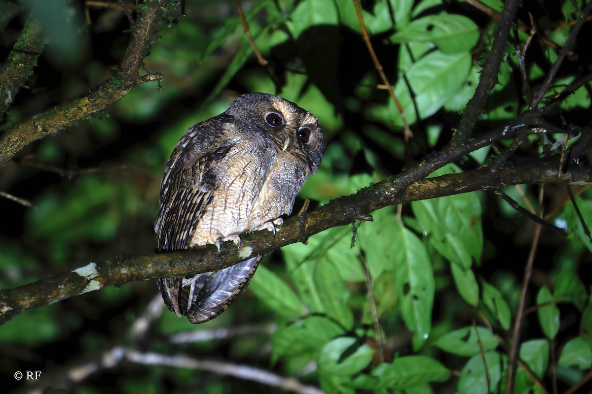 Rufescent Screech-Owl (Rufescent) - ML620016497