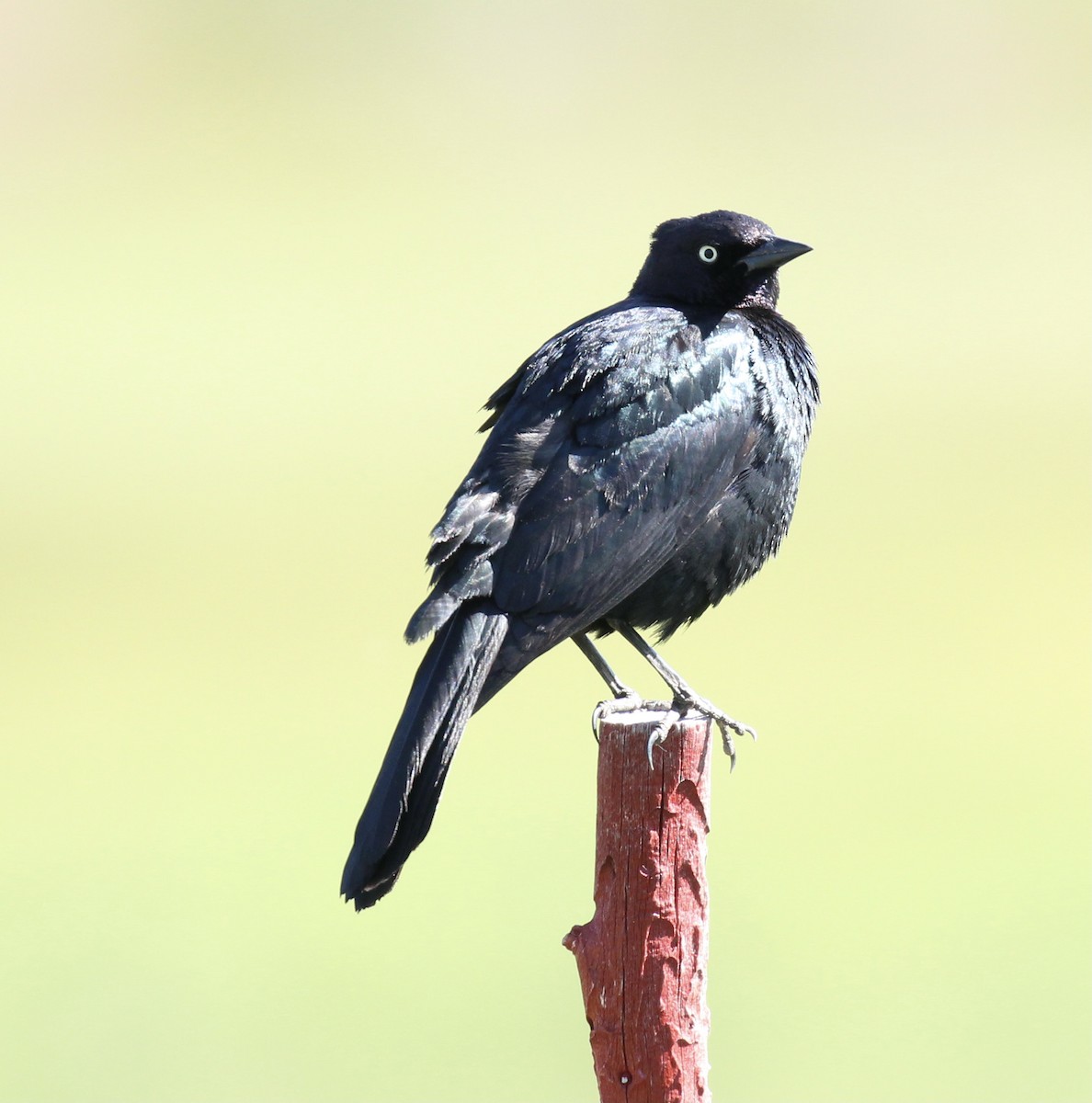 Brewer's Blackbird - ML620016502