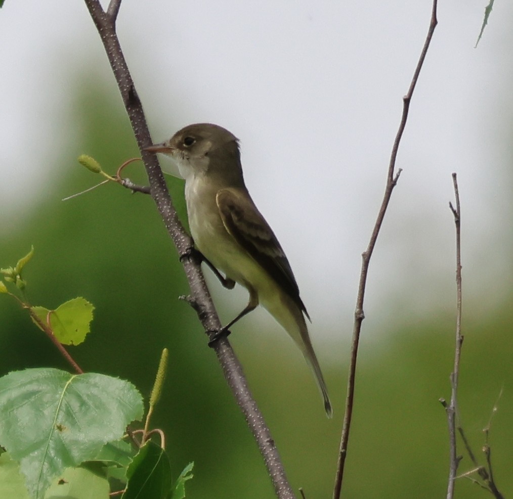 Willow Flycatcher - ML620016504