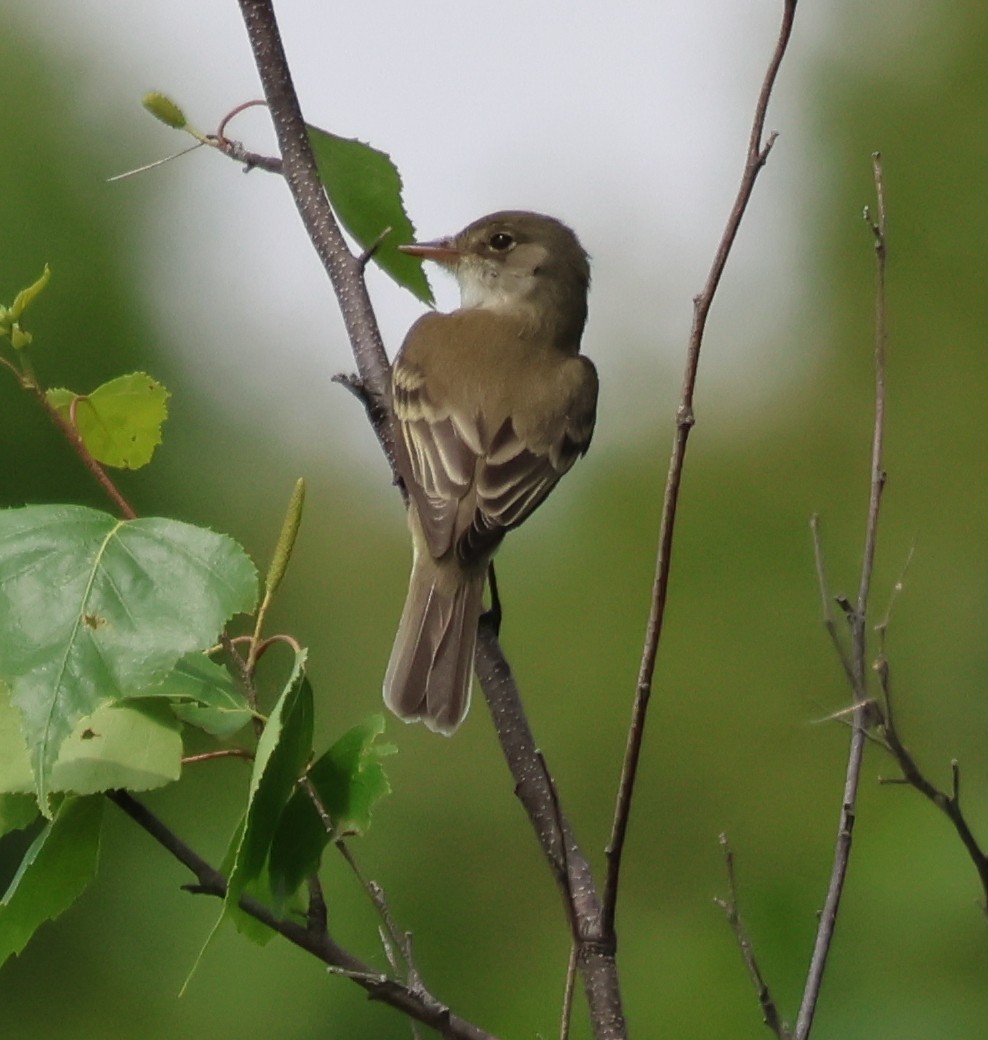 Willow Flycatcher - ML620016505