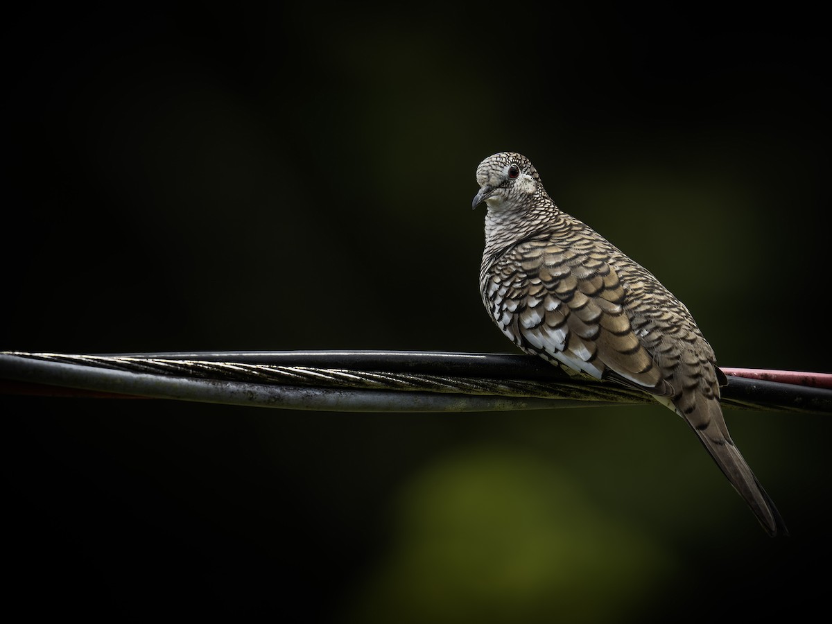 Scaled Dove - ML620016509