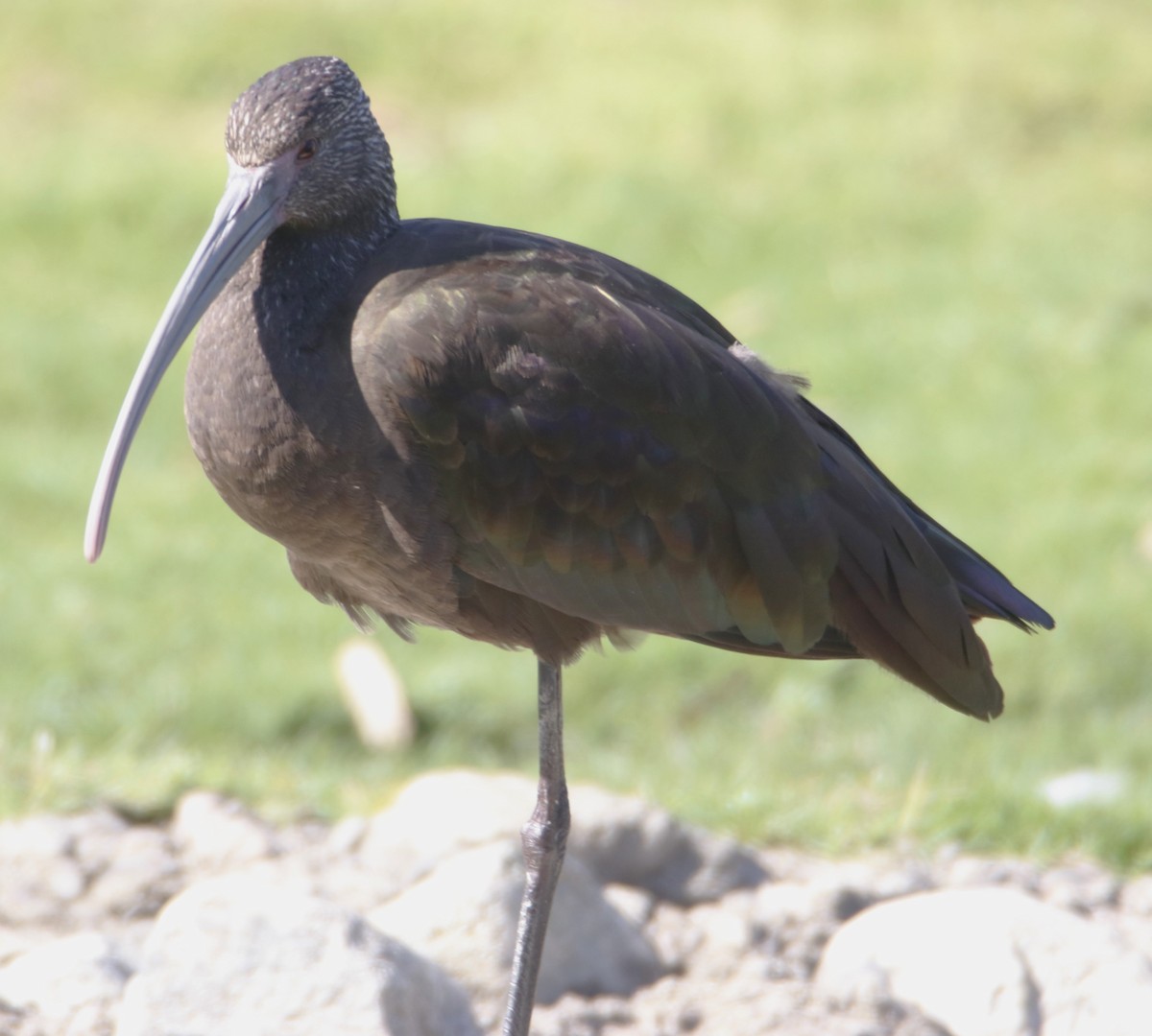 ibis americký - ML620016514