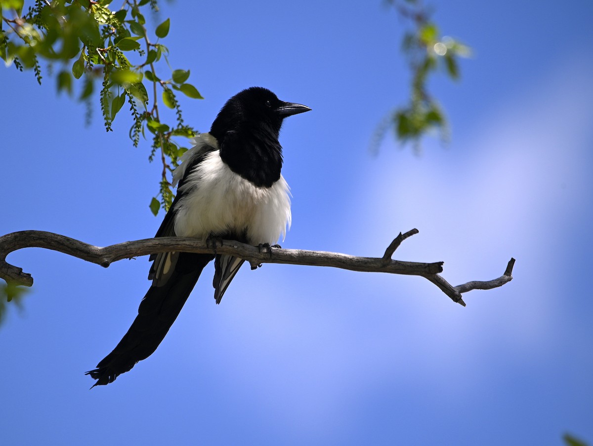 Black-billed Magpie - ML620016523