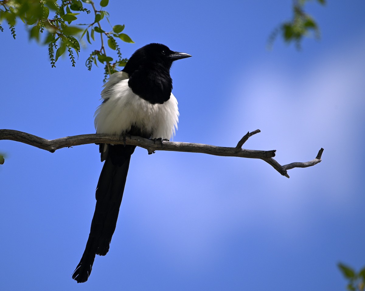 Black-billed Magpie - ML620016524