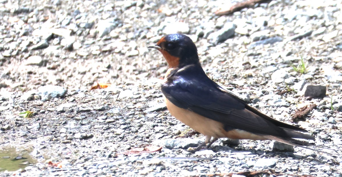 Barn Swallow - ML620016530