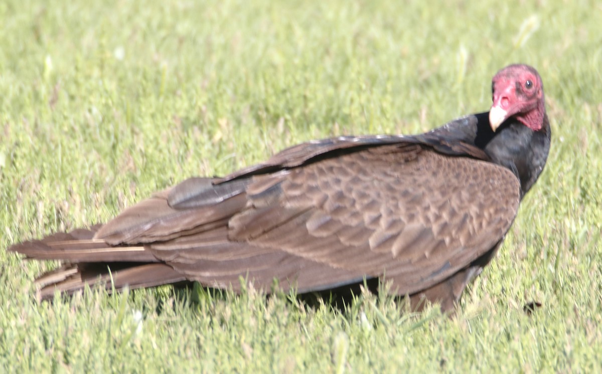 Turkey Vulture - ML620016532