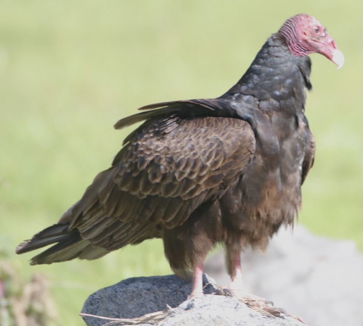 Turkey Vulture - ML620016533
