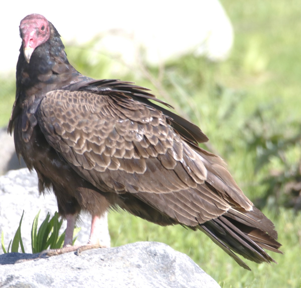 Turkey Vulture - ML620016534