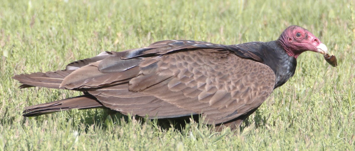 Turkey Vulture - ML620016535