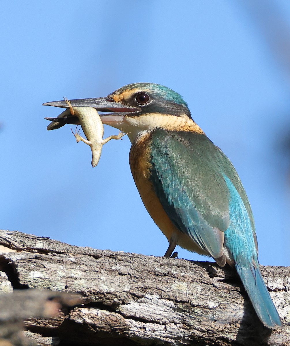 Sacred Kingfisher - ML620016538