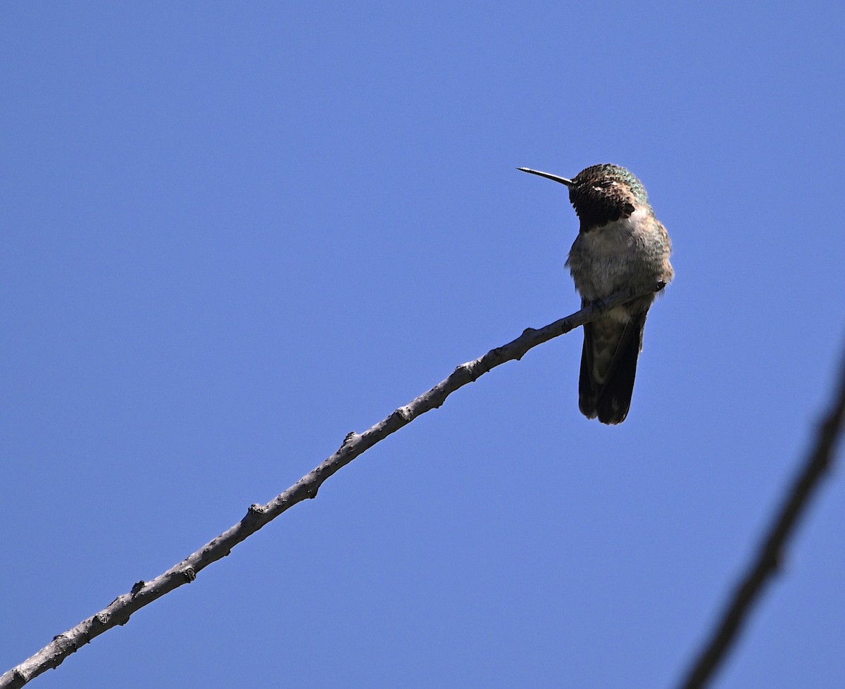 Broad-tailed Hummingbird - ML620016545