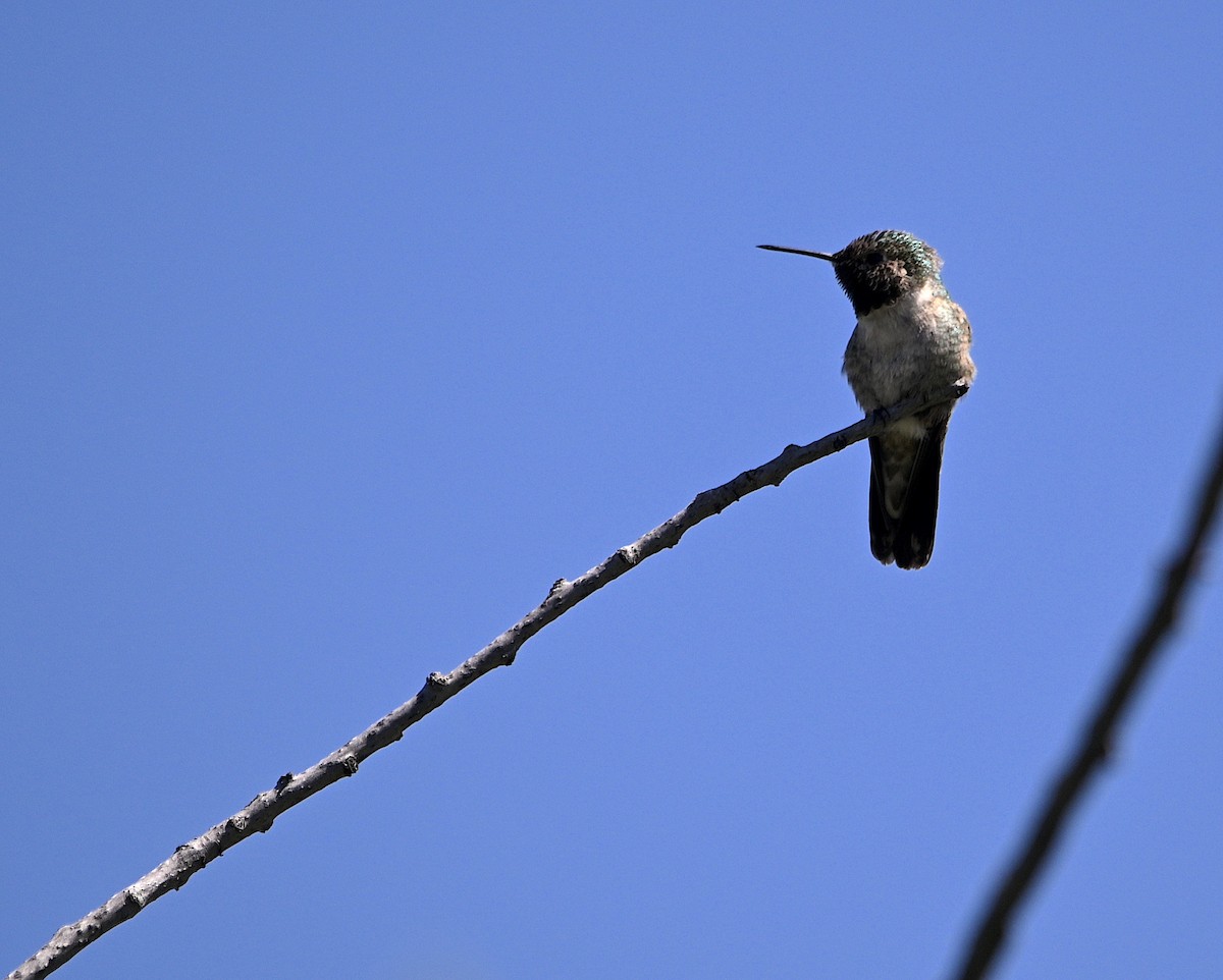 Broad-tailed Hummingbird - ML620016546