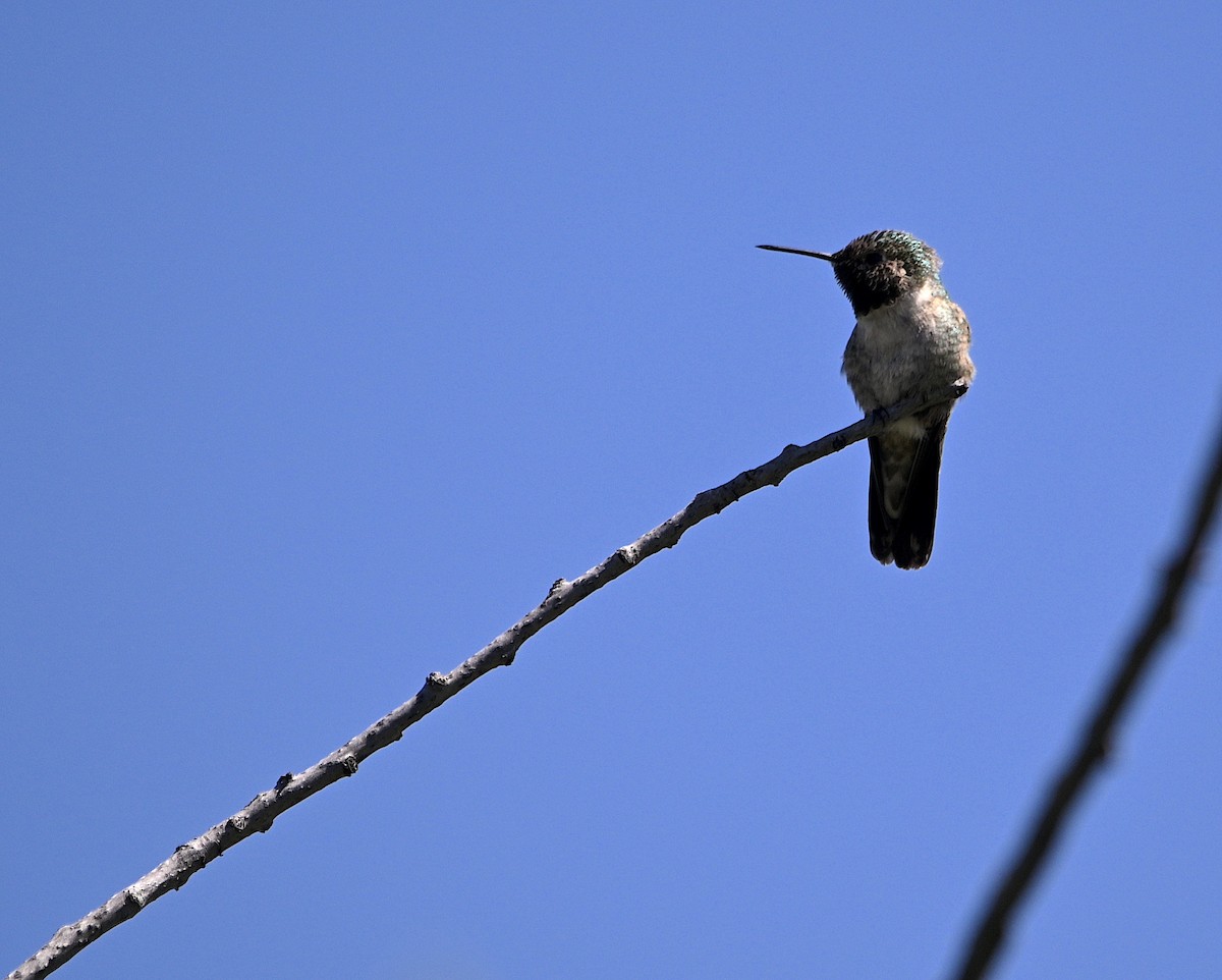 Colibrí Coliancho - ML620016546