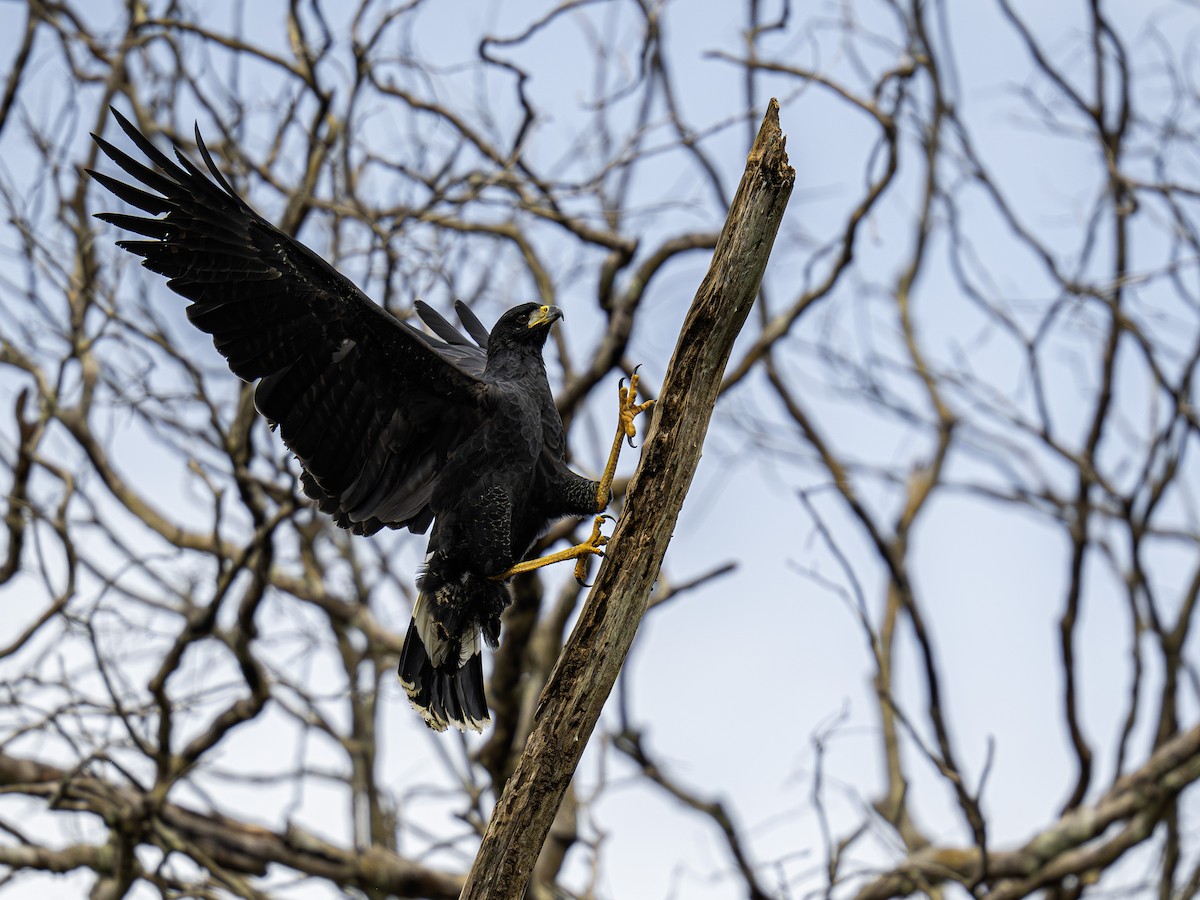 káně velká - ML620016548