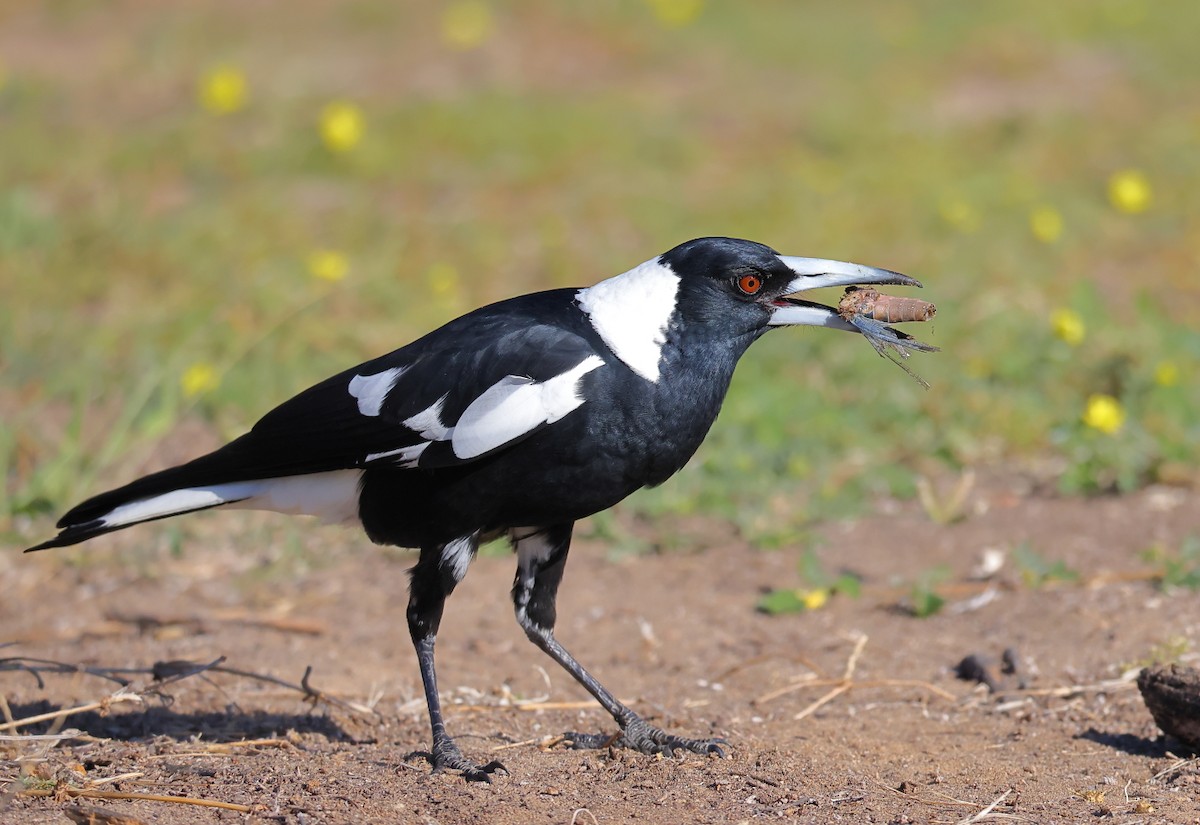 Australian Magpie (Black-backed) - ML620016550