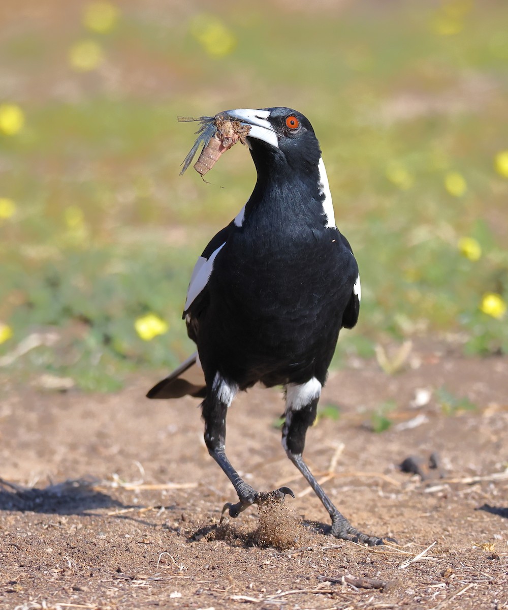 Australian Magpie (Black-backed) - ML620016551