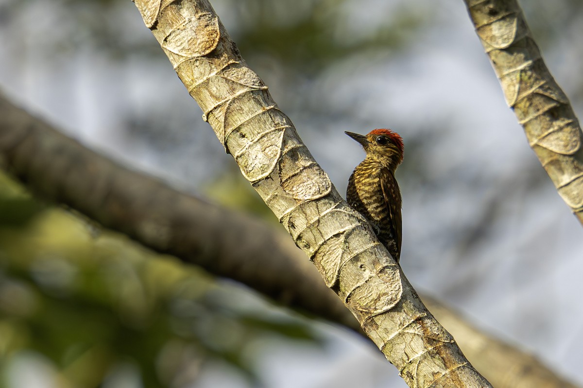 Red-stained Woodpecker - ML620016553
