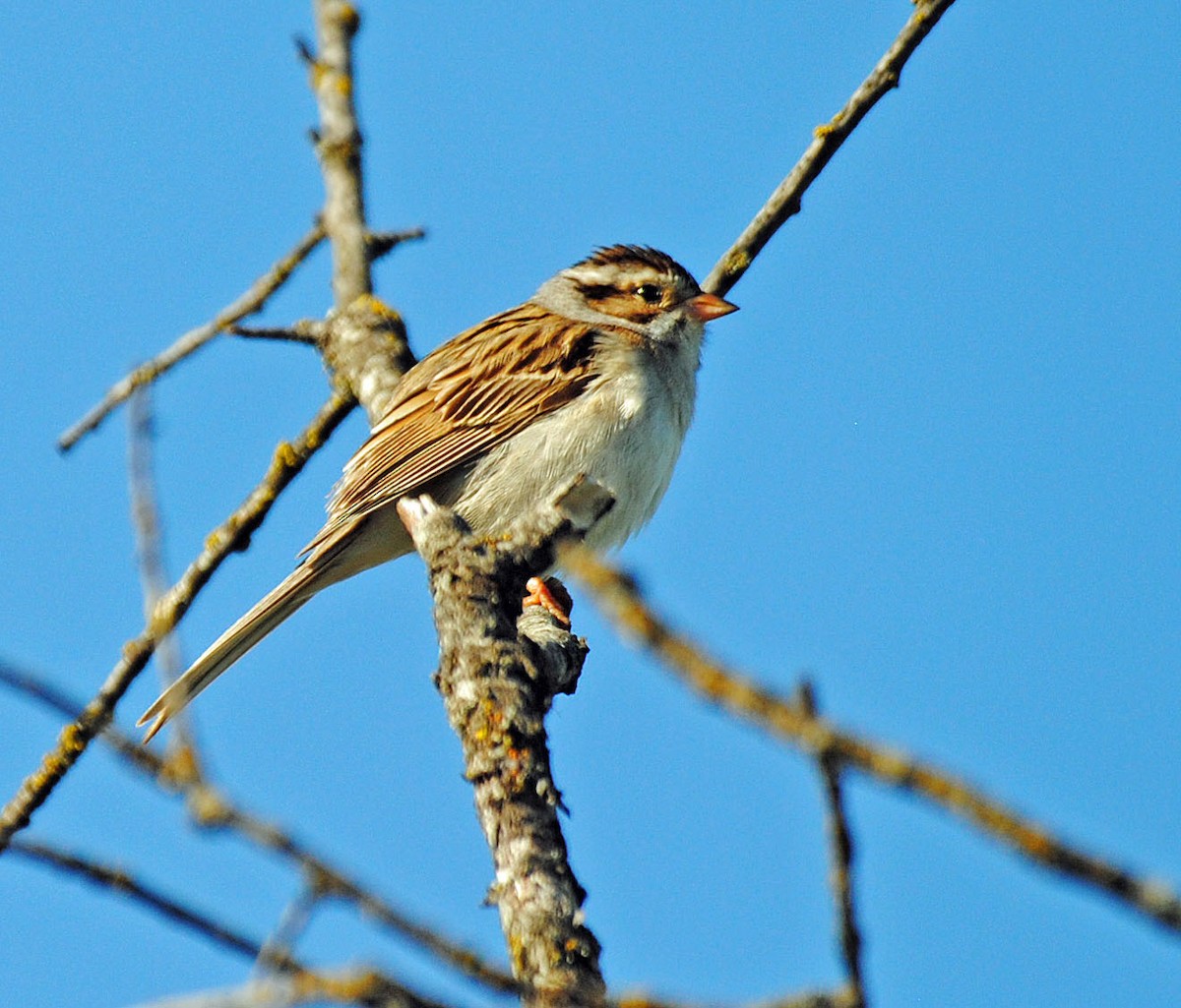 Clay-colored Sparrow - ML620016556