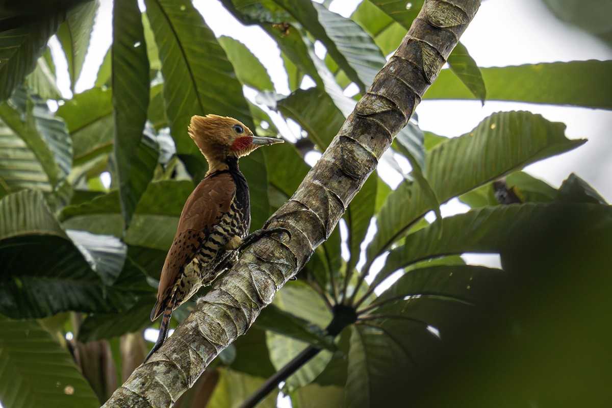 Ringed Woodpecker - ML620016561