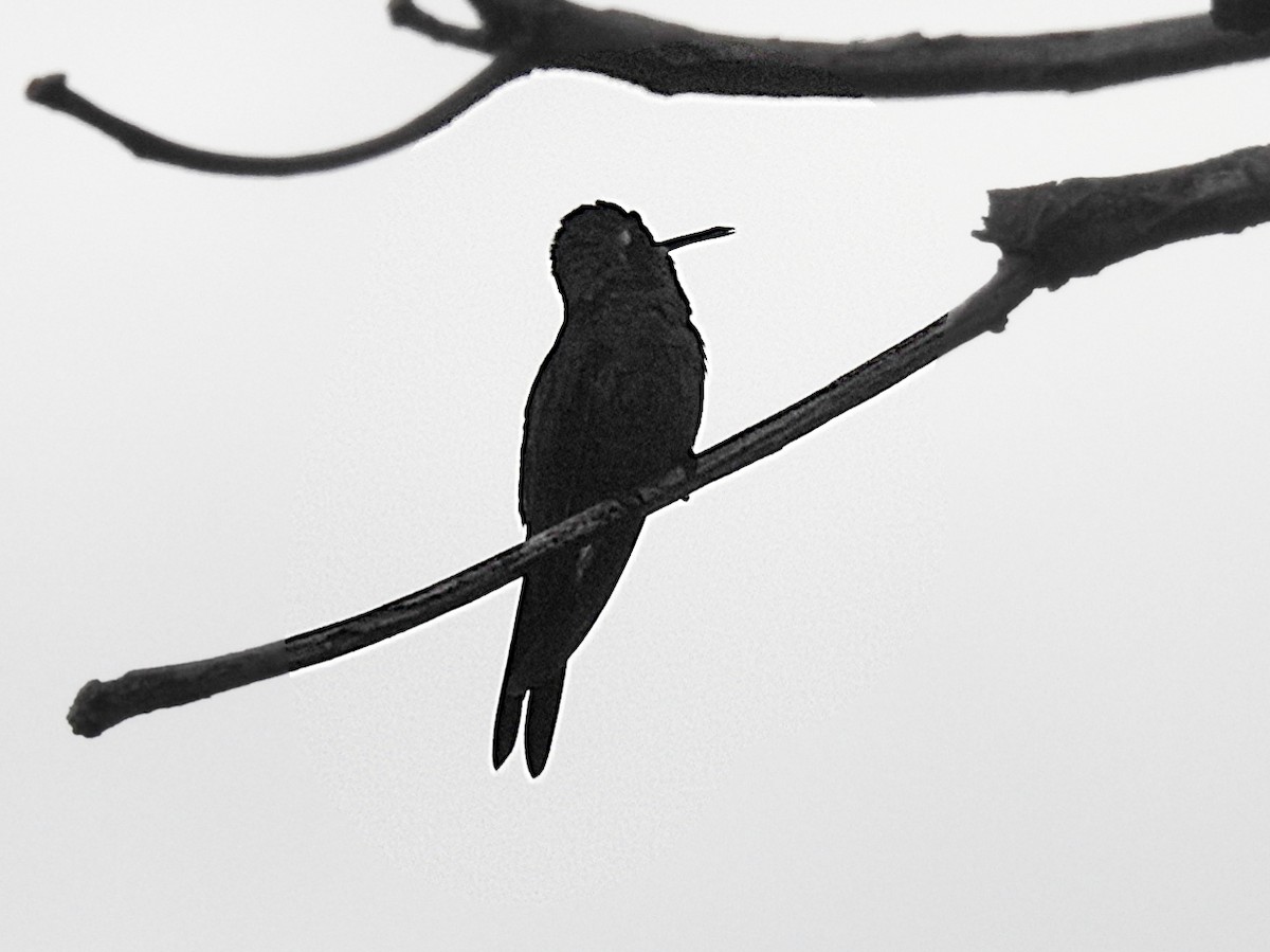 kolibřík kubánský - ML620016563