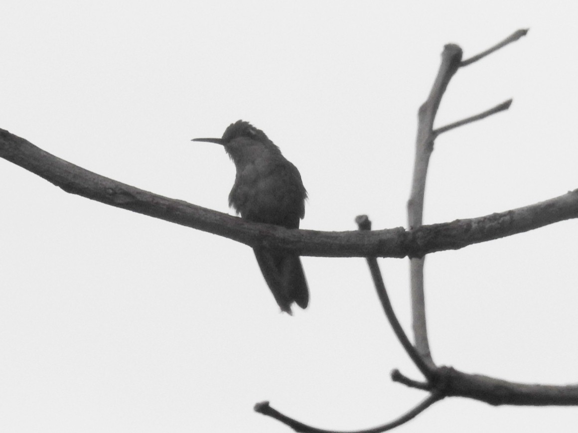 kolibřík kubánský - ML620016564