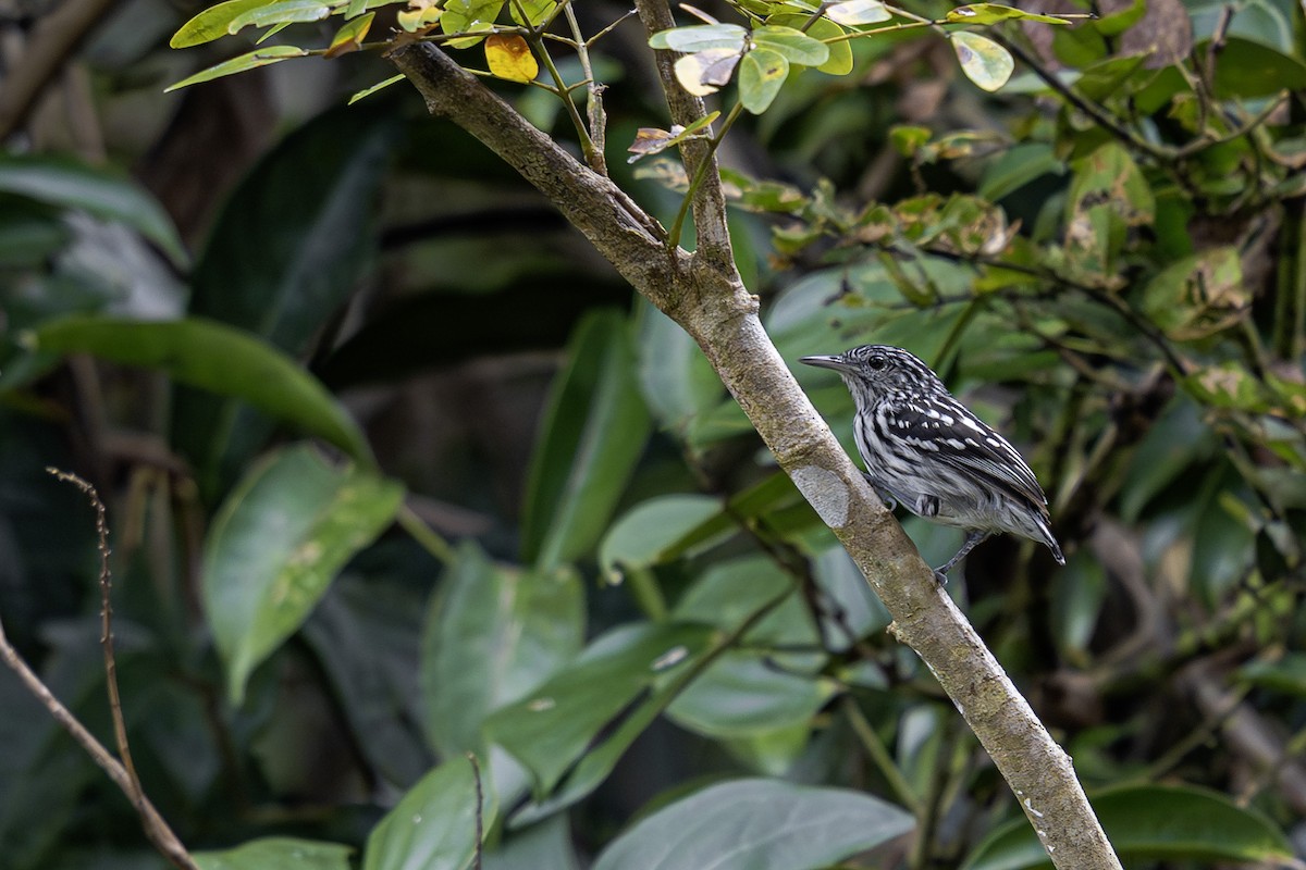 Amazonian Streaked-Antwren - ML620016570